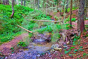 The creek of Prut River in deep woods, Mount Hoverla, Carpathians, Ukraine