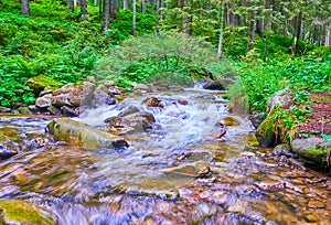 The creek of Prut River in forest of Mount Hoverla, Carpathians, Ukraine