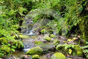 Creek in rainforest