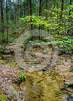 Creek in Red River Gorge