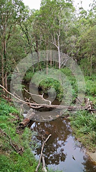 A creek is running in the middle of a wetland area in Queensland, Australia.