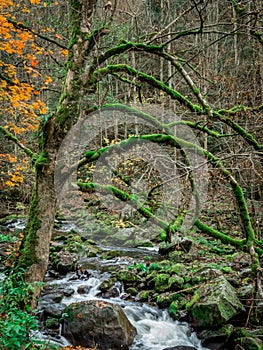 Creek with running water