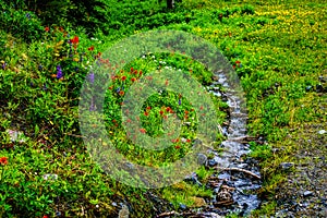 Creek running through the Wild Flowers on Tod Mountain