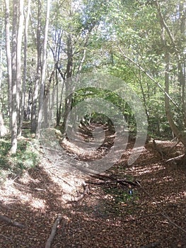 The Creek that runs through the Forrest