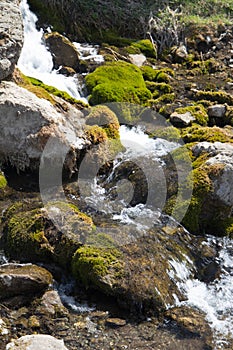 Creek with rusty-leaved alpenrose in mountains in spring