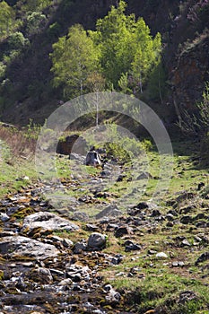 Creek with rusty-leaved alpenrose in mountains in spring