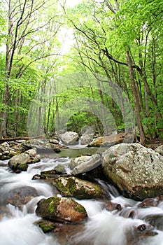 Creek during Spring