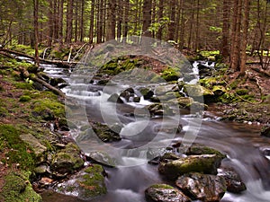 Creek in summer