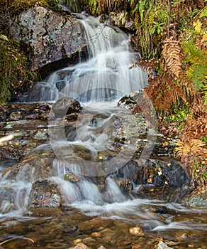 a creek surrounded by a forest filled with rocks and plants