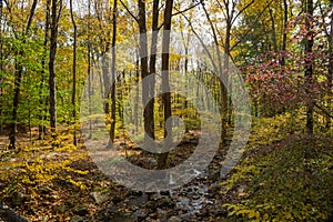 Creek Trail through Woods in Autumn