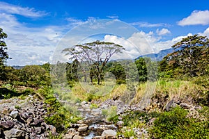 Creek and tree scenery