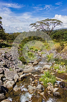 Creek and tree scenery