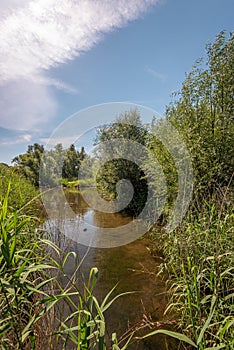 Creek in a wild Dutch nature reserve