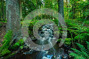 Creek in a wild grown forest