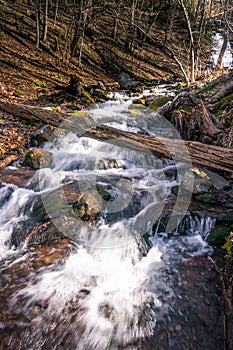 Creek in the wood under sunset