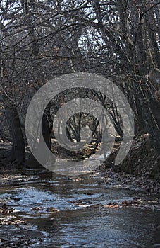 Creek in Woods