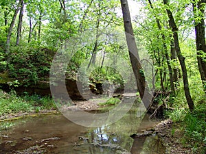 Creek in the woods