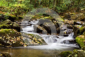 Creek in the Woods