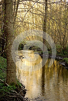 Creek in woods