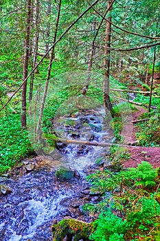 The creek in woods of Mount Hoverla, Carpathians, Ukraine