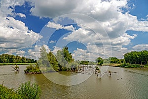 Creeks with water and groves in the Biesbosch National Park in the Netherlands.