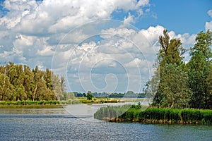 Creeks with water, trees  and groves in the Biesbosch National Park in the Netherlands.