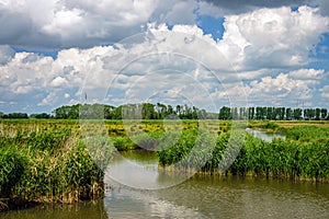 Creeks with water and wide views in the National Park the Biesbosch in the Netherlands.