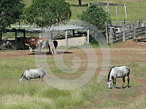 Creel and gate with horses