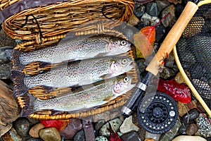 Creel with Native Trout