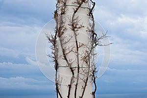 Creeper on an ancient column in Capri, Italy