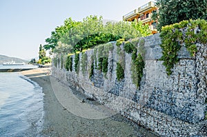 Creeper on a brick brick fence