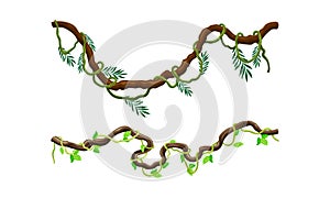 Creeper climbing branches with green leaves set. Tropical hanging plants vector illustration