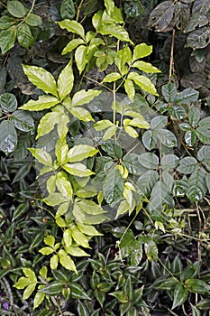 Creeper plant at `Bosque da Freguesia`, Freguesia Forest Public Park