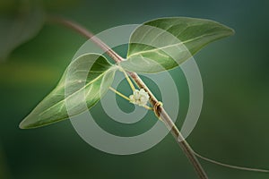 Creeper plant in the garden