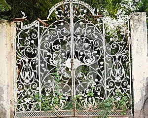 Creeper plant growing on old abandoned metal gate