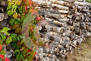 creeper plant logpile