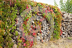 Creeper plant, logpile and wood