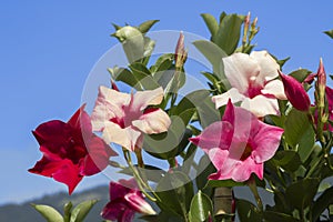 Creeper plant mandevilla against blue sky