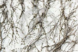 Creeper plant texture on wall