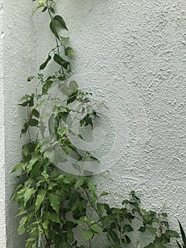 creeper plant on the white wall. Pyrostegia venusta photo