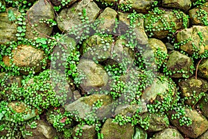 Creeper plants on stones