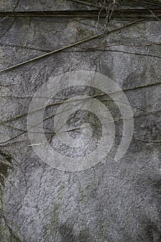 Creeper vine on concrete wall background texture