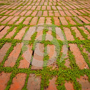 Creepers Growing Around the Edges of Brick Pavers photo