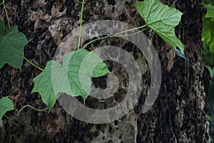 Creepers on a tree bark photo