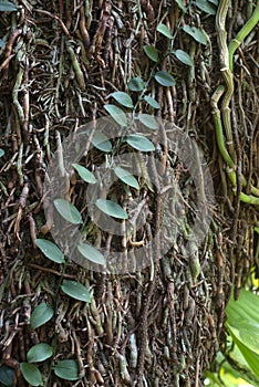 Creepers on a tree trunk photo