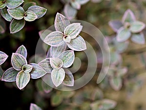 Creeping Basket plant ,Creeping inchplant ,Callisia repens ,Commelinaceae ,turtle vine