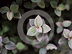 Creeping Basket plant ,Creeping inchplant ,Callisia repens ,Commelinaceae ,turtle vine ,Hapalanthus repens