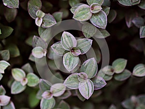 Creeping Basket plant ,Creeping inchplant ,Callisia repens ,Commelinaceae ,turtle vine ,Hapalanthus repens