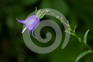 Creeping Bellflower - Campanula rapunculoides