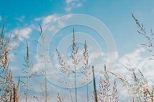 Creeping bentgrass (Agrostis stolonifera) against the beautiful sky photo